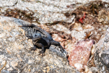 Black spiny-tailed iguana, Yucatán Peninsula.
