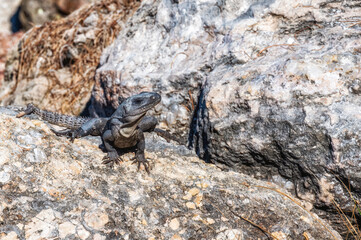 Black spiny-tailed iguana, Yucatán Peninsula.