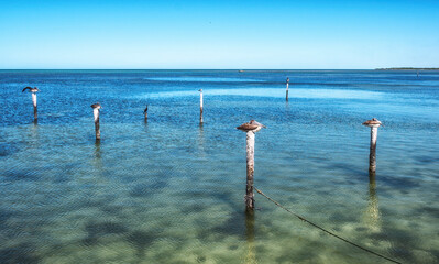 pelican and cormoran ducks share a pier.