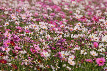 flowers in the garden