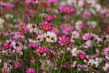 flowers in the garden