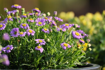 Obraz premium flowers in the garden