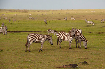 Herd of Zebra in the Savannah of Africa