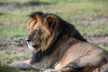 male lion in the wild