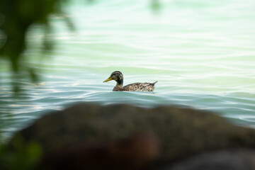 Duck in Lake Garda