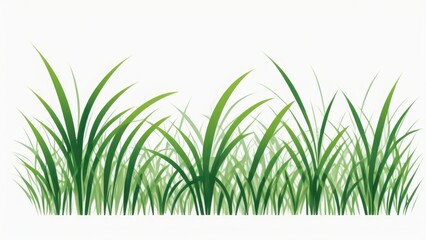 Obraz premium green grass isolated on white