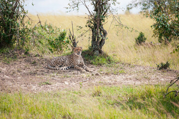 Cheetah roams through its territory © Herbert