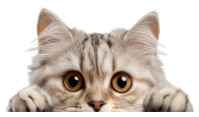 PNG Adorable cat peeking curiously