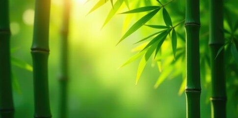 Soft warm light filters through bamboo leaves, foliage, peaceful, green