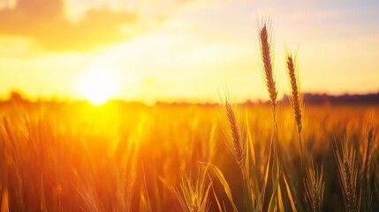 Obraz premium Golden wheat field illuminated by sunset, showcasing nature's beauty and tranquility