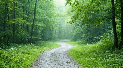 Obraz premium Misty Forest Path Winding Through Lush Trees