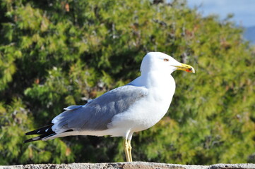 A seagull stands gracefully on a sunlit stone wall with trees background