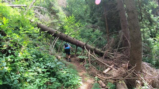  Amidst the rugged Via Ferrata Corna delle Capre, a hiker crosses over a fallen tree, with the forest's green depths stretching into the distance.