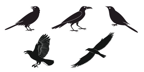 Silhouettes of Birds in Various Poses
