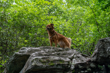 Naklejka premium Dog in the mountains