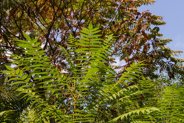Young branches of Rhus typhina tree (Staghorn sumac, Anacardiaceae) on blurred background of greenery of garden. Selective focus. Bright green sumac leaves on fluffy branch. Natural texture background