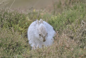 A Mountain Hare sat in heather.