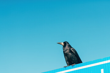 Black crow bird posing on a traffic sign