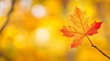 Obraz premium Vibrant orange maple leaf hanging delicately against a soft, blurred autumn background