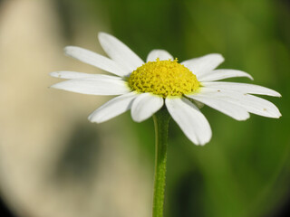 Obraz premium Giardino