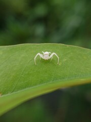A small white crab spider sits on a green leaf.