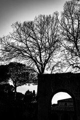 Black and White picture, the entrance gate of Orange Garden, Rome, Italy, Europe, EU, travel, silhouette of a tree in the park