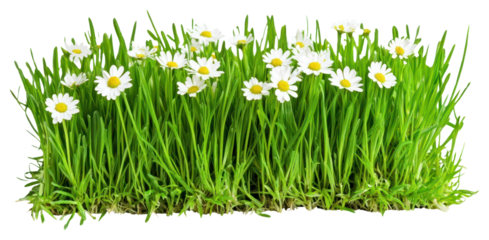 PNG Early Spring Grass daisies daisy grass.