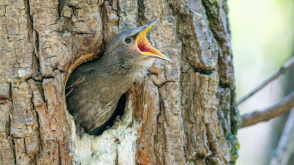 red woodpecker on a tree