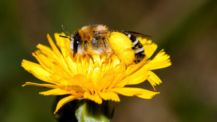 bee on yellow flower
