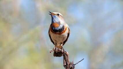 brown bird on a branch