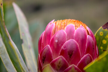Side view of the large pink flower of a common sugerbush Protea, growing in the Drakensberg Mountains of South Africa.