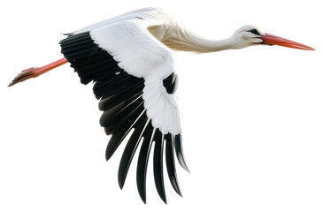 PNG Graceful stork in flight © Rawpixel.com