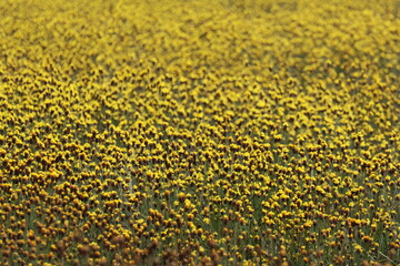 Yellow flower in rice field in Laos