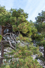 Close-up of beautiful curved branches against blue December sky. Centenary Pitsunda pine Pinus brutia pityusa on embankment of Gelendzhik resort. Nature concept for design.