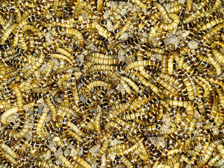 A close-up with many Tenebrio molitor worms (Meal worms). Larvae of the flour beetle