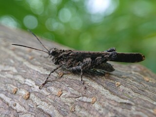 small black grasshopper seen from the side