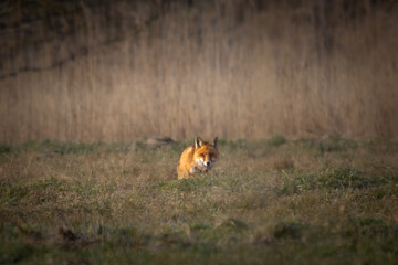 A red fox (Vulpes vulpes) in its natural habitat, surrounded by lush vegetation and woodland.