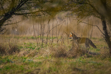 A red fox (Vulpes vulpes) in its natural habitat, surrounded by lush vegetation and woodland.