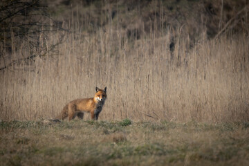 A red fox (Vulpes vulpes) in its natural habitat, surrounded by lush vegetation and woodland.