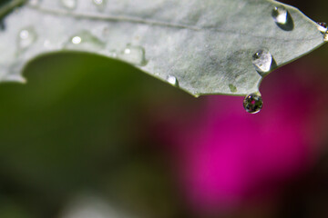 A small water drop hanging from a leaf, reflecting the bright pink flower of a Siam Tulip in the...