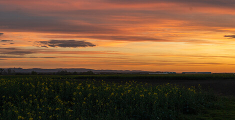 Obraz premium Yellow rapeseed field at the sunset.