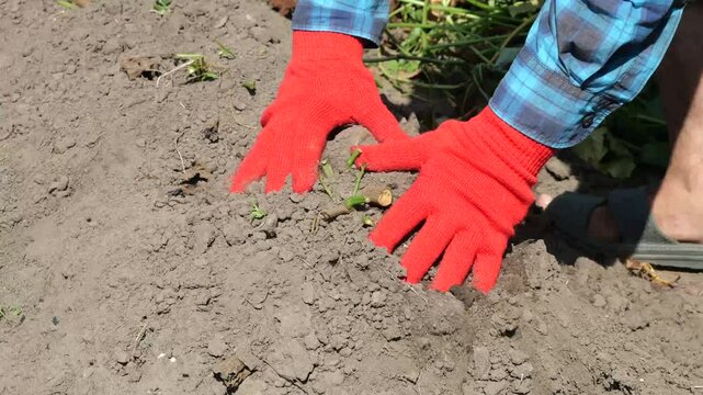 Harvesting Sweet Potatoes: Fresh from the Farm