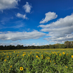 Fototapeta premium A Beautiful and Vibrant Sunflower Field Extending Vastly Beneath a Bright Blue Sky Above Wunstorf Kolenfeld