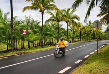 Tropical road: motorcyclist riding Through Palm Grove. Speed limit 60: coastal highway amidst lush...