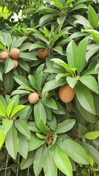sapodilla plant