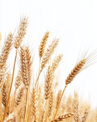 Isolated Wheat Field on White Background, Agricultural Productivity and Sustainability