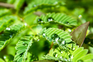 Shiny, spherical water drops, balanced on the small pinnate leaflets of an Acaia Tree.