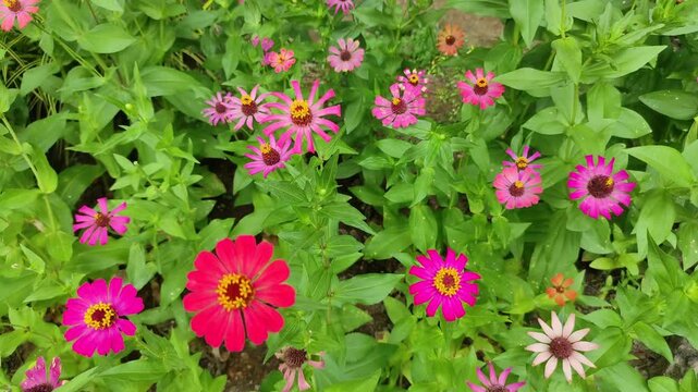 zinnia angustifolia