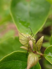 Oxyopes salticus is a species belonging to the Oxyopidae family.