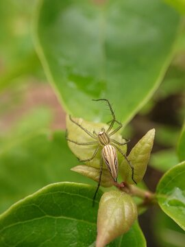 Oxyopes salticus is a species belonging to the Oxyopidae family.